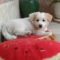 اشپیتز ۴ ماهه|سگ|خرمدره, |دیوار