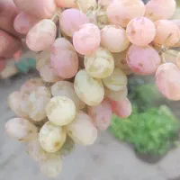 انگور درجه یک فقط پنجاه هزارتومن