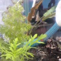 گیاه آکواریومی|ماهی|گرگان, |دیوار