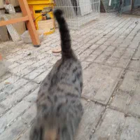 گربه. بچه گربه. پیشی|گربه|مشهد, نیروی هوایی|دیوار