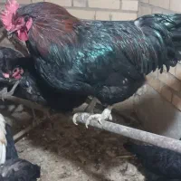 خروس|حیوانات مزرعه|معصومیه, |دیوار