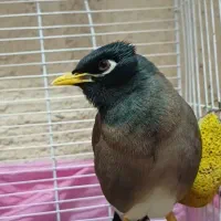 *مینا بازیگوش*