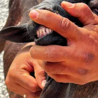 بره نر کهر نر|حیوانات مزرعه|قلعه قاضی, |دیوار