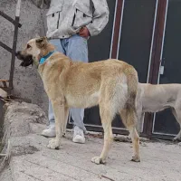 واگذاری سگ عراقی|سگ|اهر, |دیوار