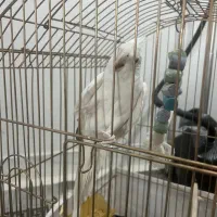 عروس هلندی سخنگو|پرنده|زاهدان, |دیوار