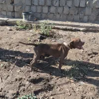 سگ شکاری