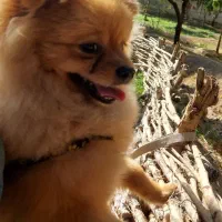 سگ پامر|سگ|کرج, عظیمیه|دیوار