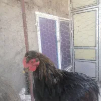 مرغ و خروس|حیوانات مزرعه|قم, بنیاد|دیوار