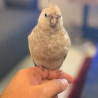 عروس هلندی گمشده|حیوانات|بندرعباس, |دیوار