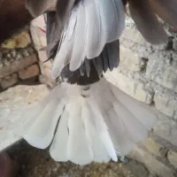 دوتا دم سفید ماده|پرنده|شیراز, داریون|دیوار