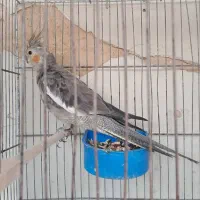 عروس هلندی ماده و چندتا مرغ عشق و طوطی