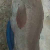 ماهی فروشی اروند خرمشهر