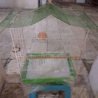 قفس و کوله پرنده سالم
