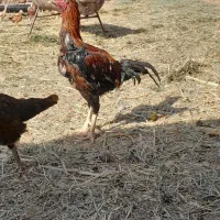 لاری،|حیوانات مزرعه|تربت جام, میان جام|دیوار