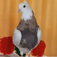 طوقی ماده دو رنگ جوان کاکل میخ پاک ماک بدون خطا