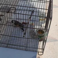 فروش سهره فسا