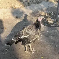 یک جفت بوقلمون|حیوانات مزرعه|گنبد کاووس, |دیوار