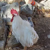۳خروس‌ سفید