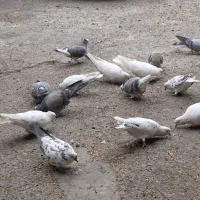 کفتر ،کبوتر پرشی|پرنده|فردیس, کوی نور|دیوار