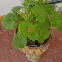 گل شمعدانی|گل و گیاه طبیعی|ملایر, |دیوار