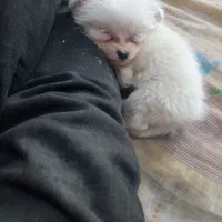 پاکوتاشیتزو|سگ|تبریز, |دیوار