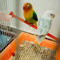 عروس هلندی و طوطی|پرنده|شهریار, شهرک بهاران (ویره)|دیوار