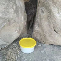 عسل صخره