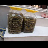 خیارشورمحلی قلمی