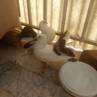 کبوتر،زینتی،دم،چتری