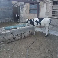 گوساله ماده چاق کیلویی 600