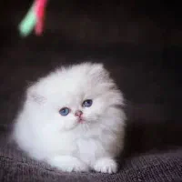 گربه بریتیش سفید