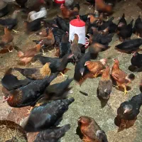 مرغ تخمگذار