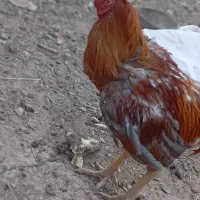 خروس لاری|حیوانات مزرعه|عجب شیر, |دیوار