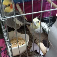 عروس هلندی|پرنده|چمران, |دیوار