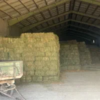 یونجه خشک انباری