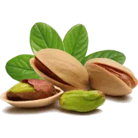 خرید و فروش انواع پسته