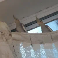 جوجه عروس هلندی