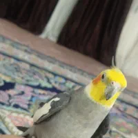 عروس هلندی گمشده