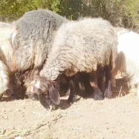 میش داشتی|حیوانات مزرعه|صمصامی, |دیوار