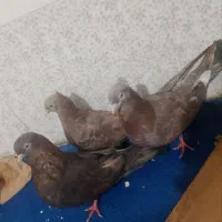 3تا زرد چشنوگ یک جفت ویکی جوجه هست