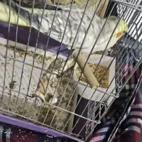 عروس هلندی|پرنده|یزد, |دیوار