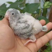 جوجه راهب سرلاکی|پرنده|شیراز, مسلم|دیوار