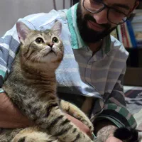 گربه یکساله domestic short hair|گربه|تهران, باغ فیض|دیوار