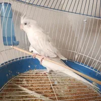 عروس هلندی البینو|پرنده|خورموج, |دیوار