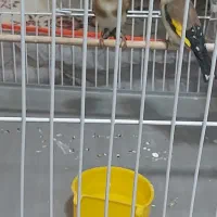 سهره اسطوره دهن لر|پرنده|کرمان, |دیوار