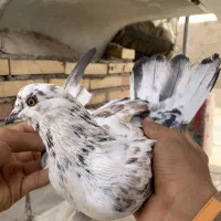 3 تا ماده