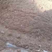 فروش ذرت علوفه ای