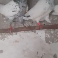 جفت کفتر تیدی جوان|پرنده|چابکسر, |دیوار