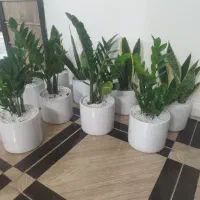 پخش گل اپارتمانی طبیعی