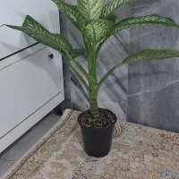 گل دیفن باخیا یک متری